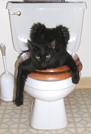 black cat hanging over the edge of a toilet